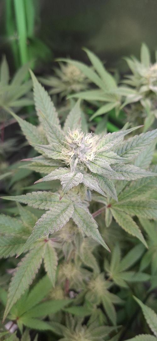 Tropicana Cherry. Week 14