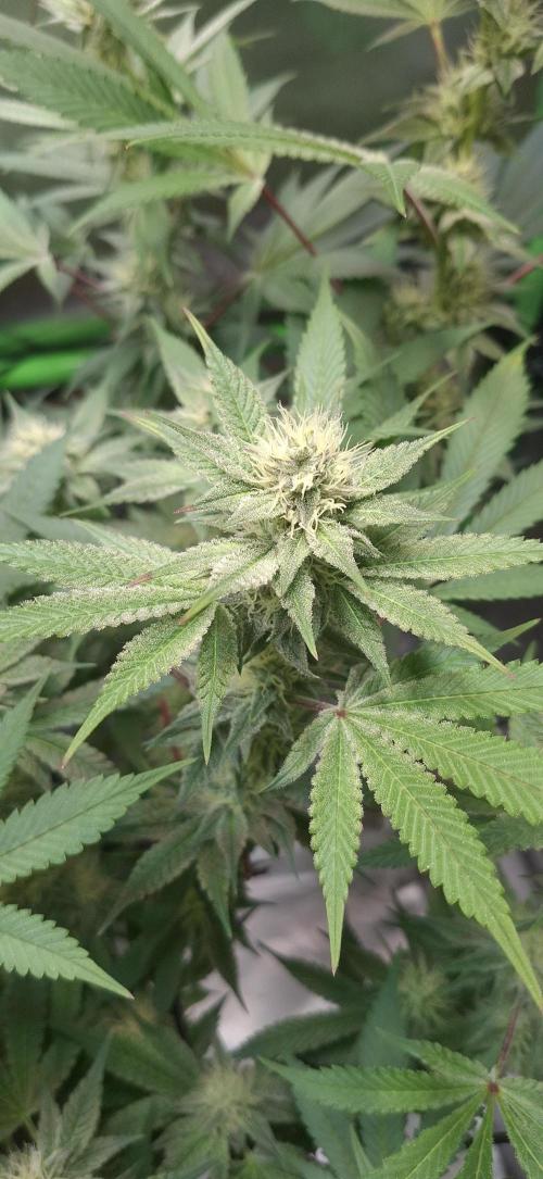 Tropicana Cherry. Week 14