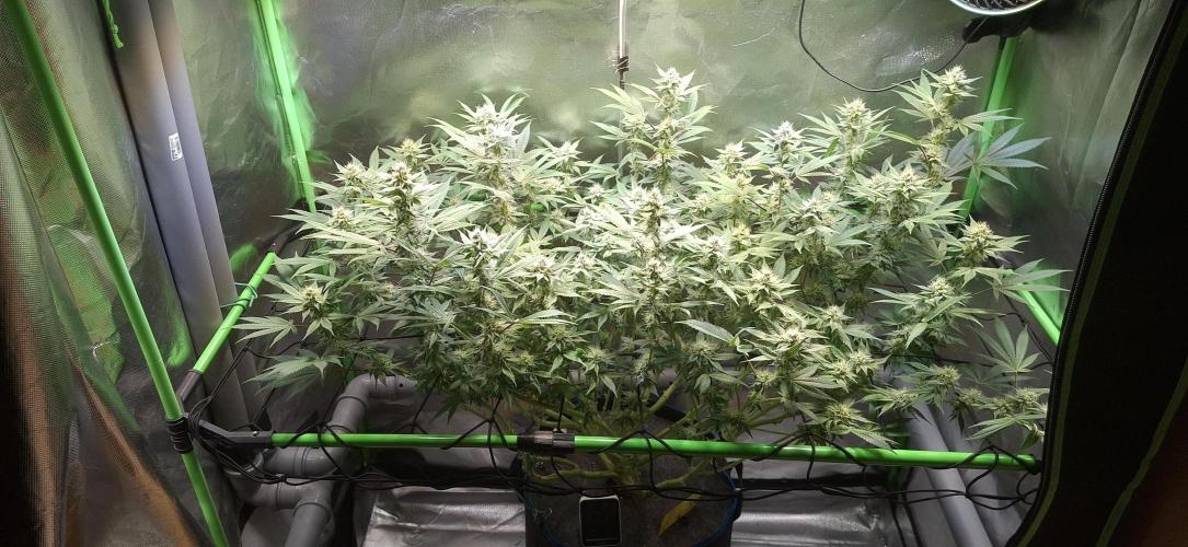 Tropicana Cherry. Week 14