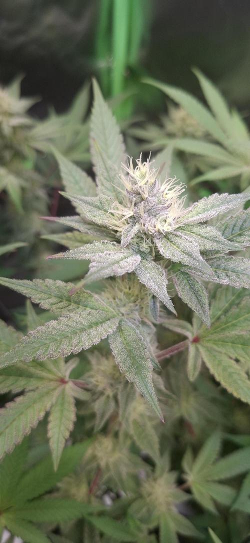 Tropicana Cherry. Week 14