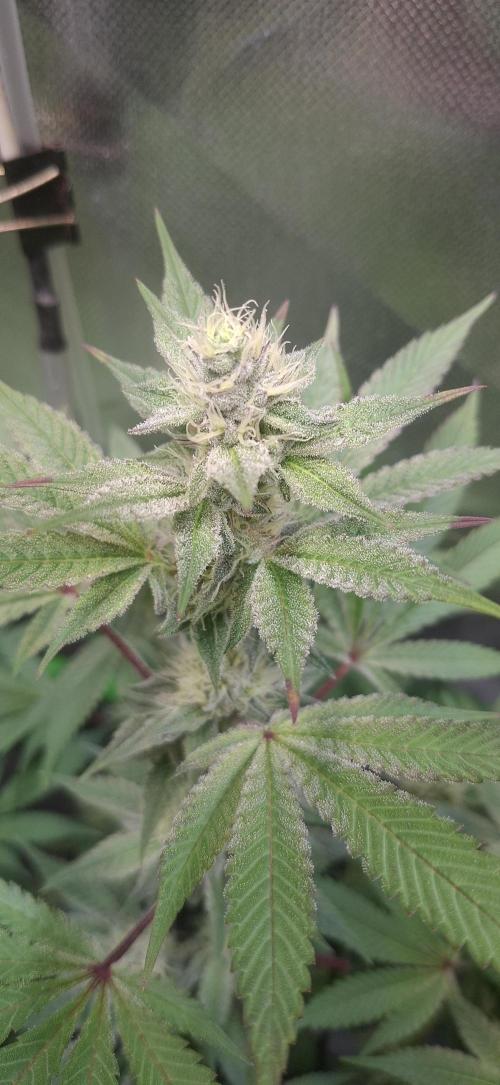 Tropicana Cherry. Week 14