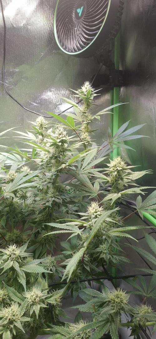 Tropicana Cherry. Week 14