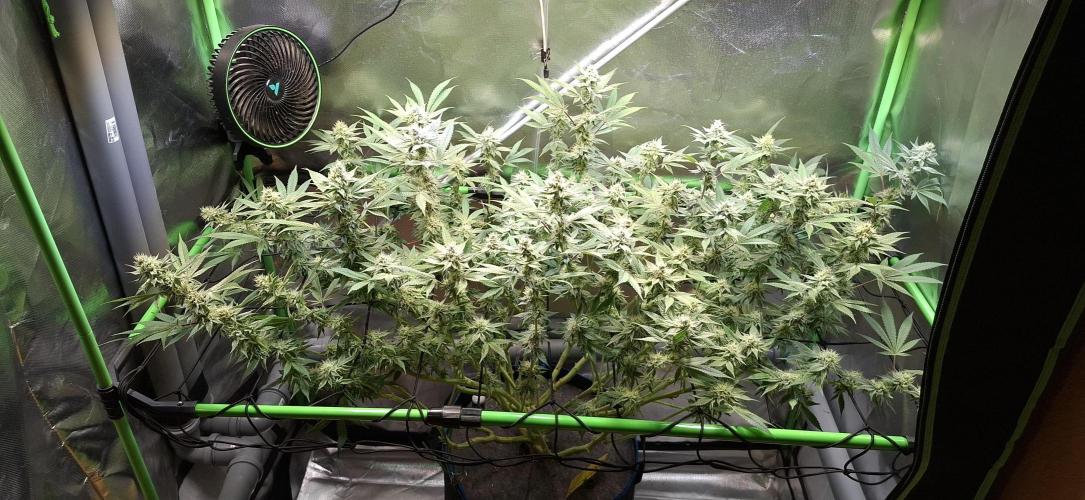 Tropicana Cherry. Week 15