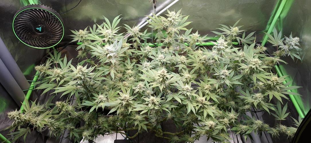 Tropicana Cherry. Week 15