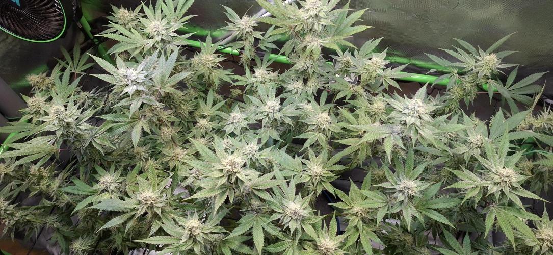 Tropicana Cherry. Week 15