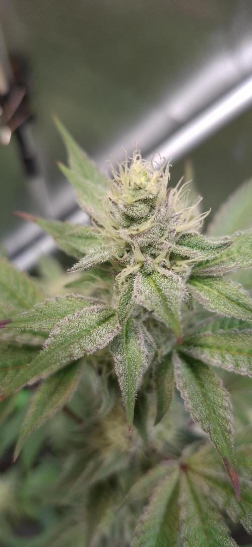 Tropicana Cherry. Week 15