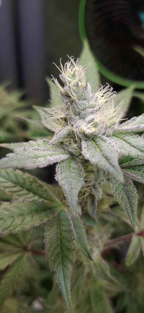 Tropicana Cherry. Week 15