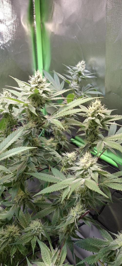 Tropicana Cherry. Week 15