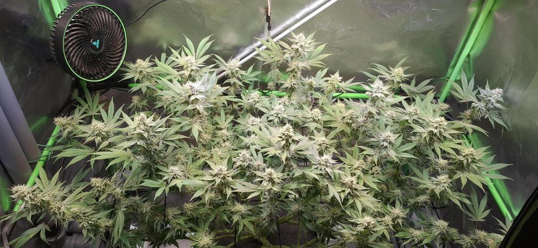 Tropicana Cherry. Week 15