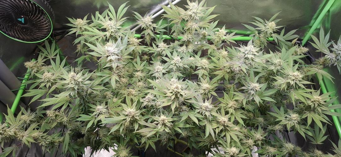 Tropicana Cherry. Week 15