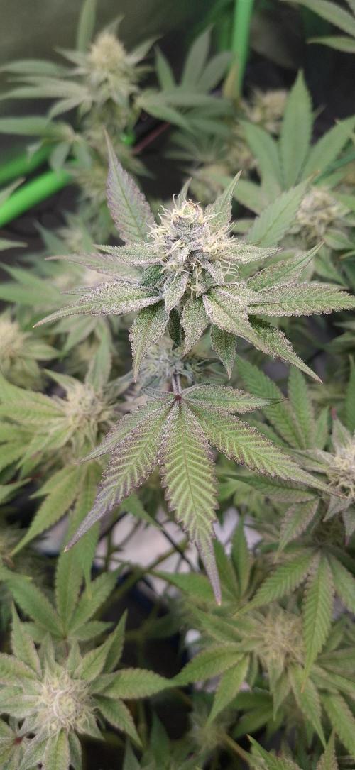 Tropicana Cherry. Week 15