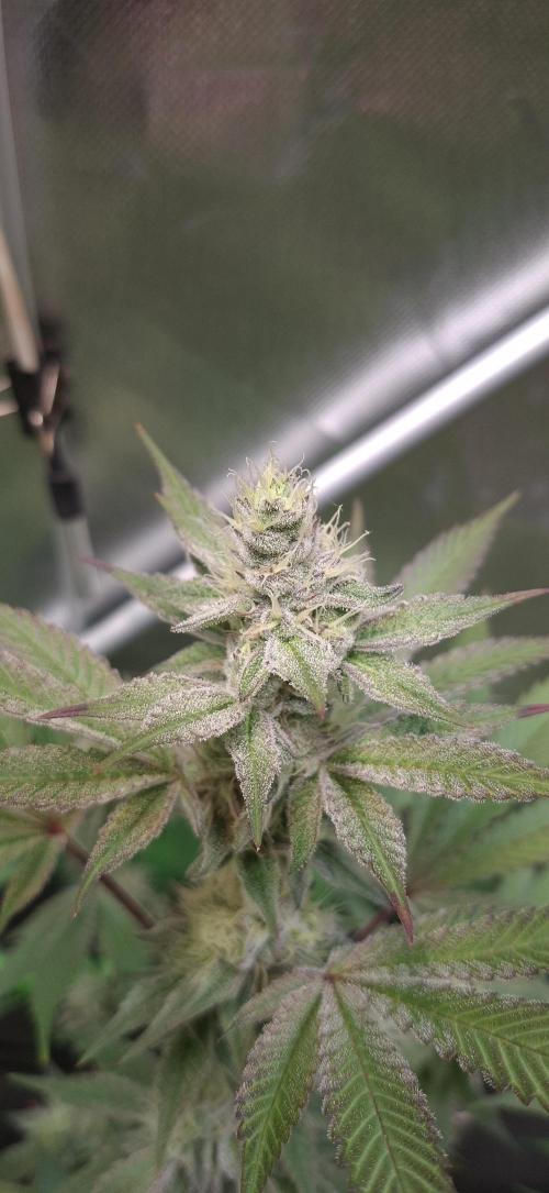 Tropicana Cherry. Week 15