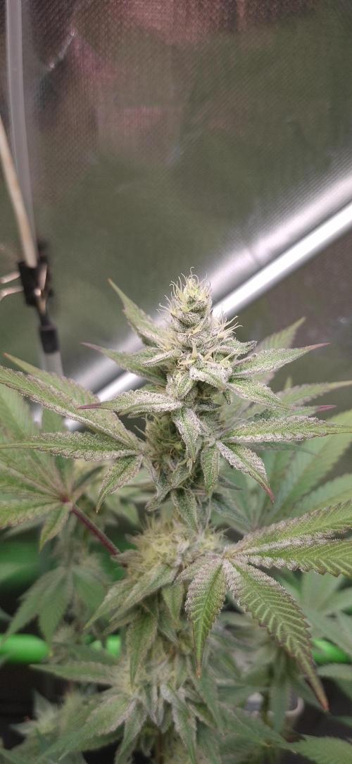 Tropicana Cherry. Week 15