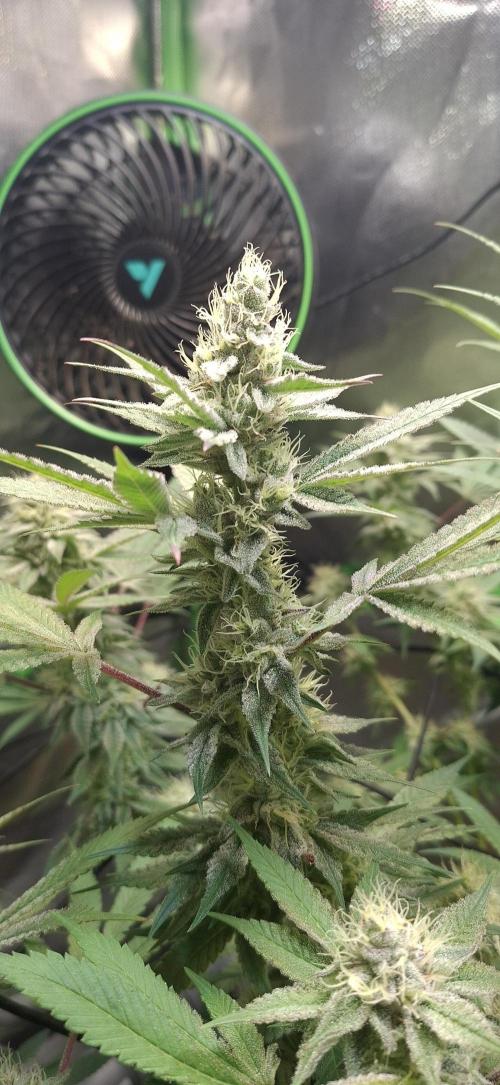 Tropicana Cherry. Week 15