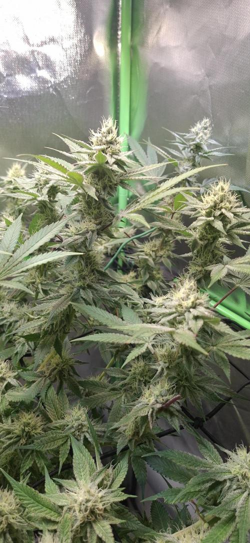 Tropicana Cherry. Week 15