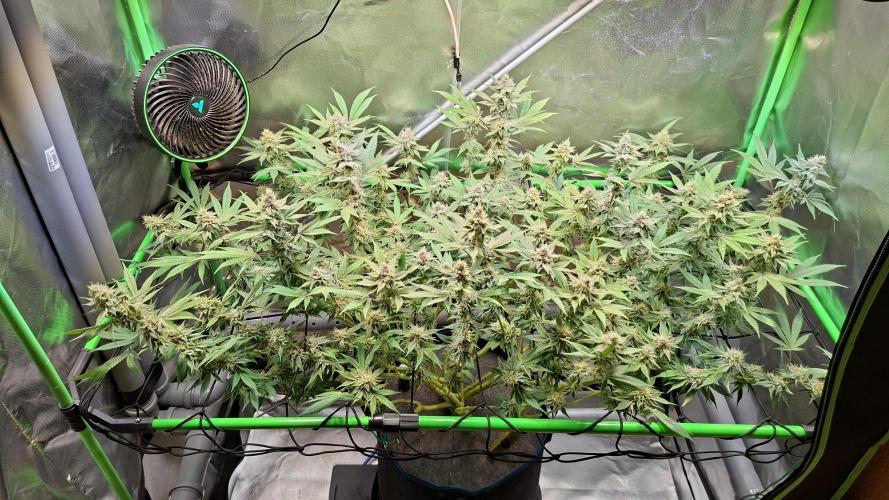 Tropicana Cherry. Week 16