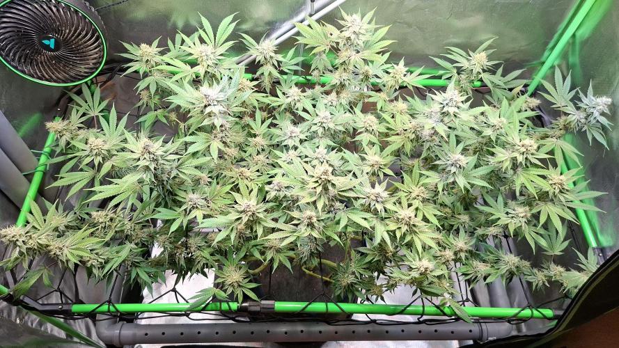 Tropicana Cherry. Week 16