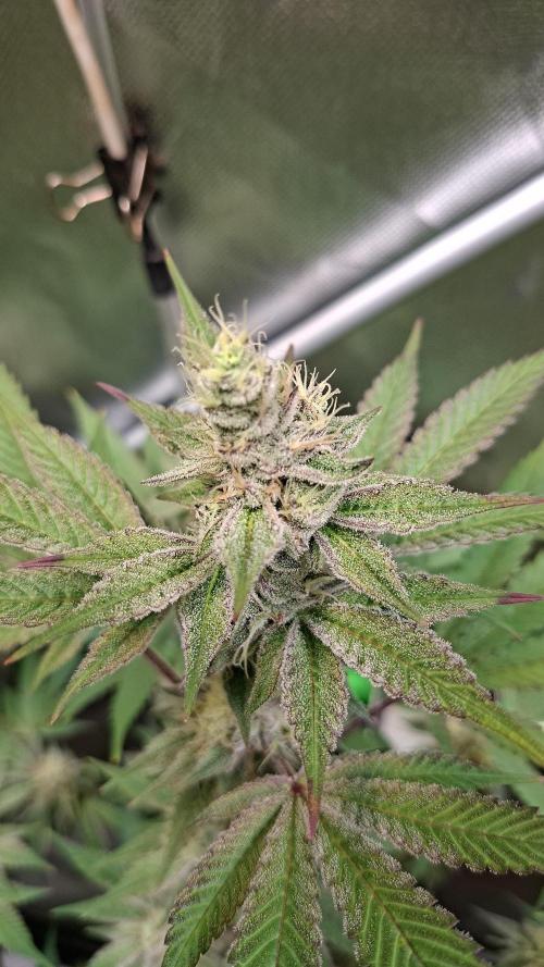 Tropicana Cherry. Week 16