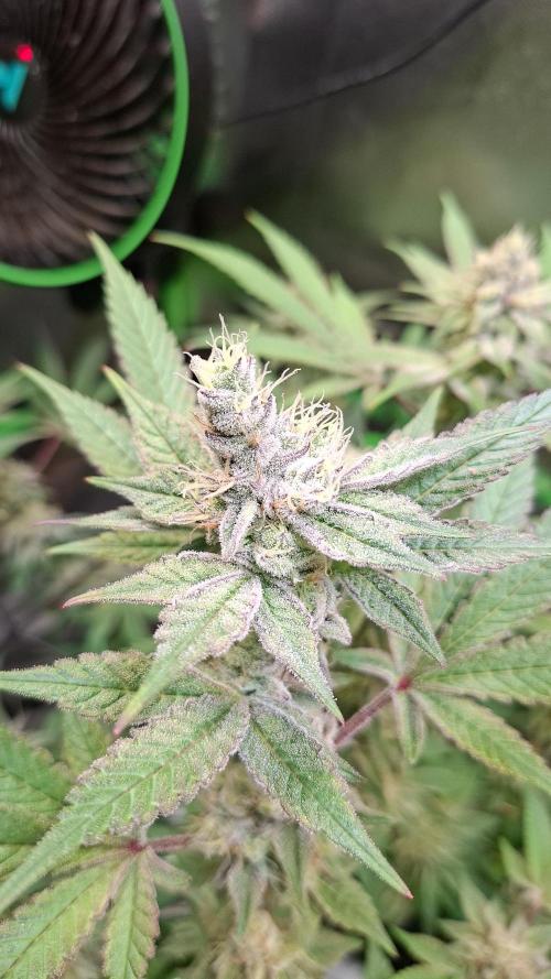 Tropicana Cherry. Week 16