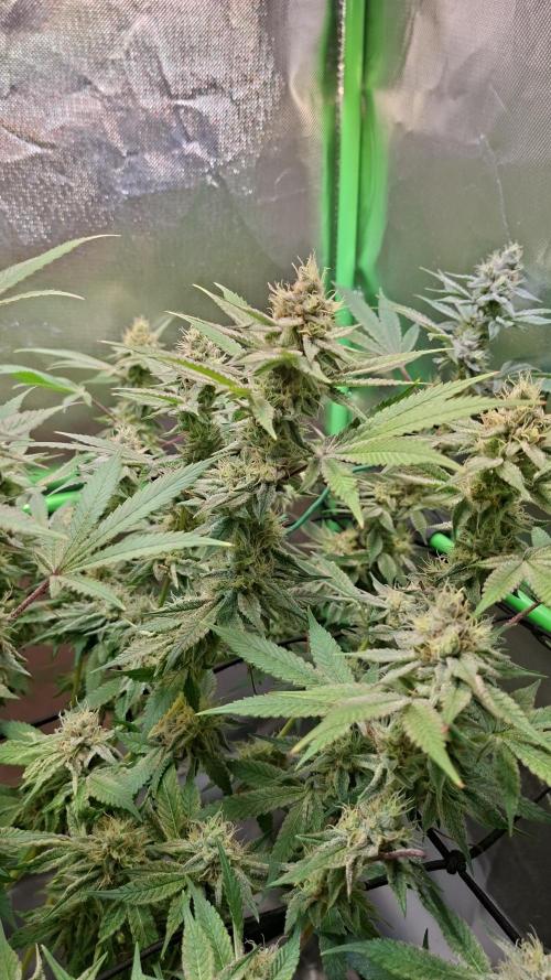 Tropicana Cherry. Week 16
