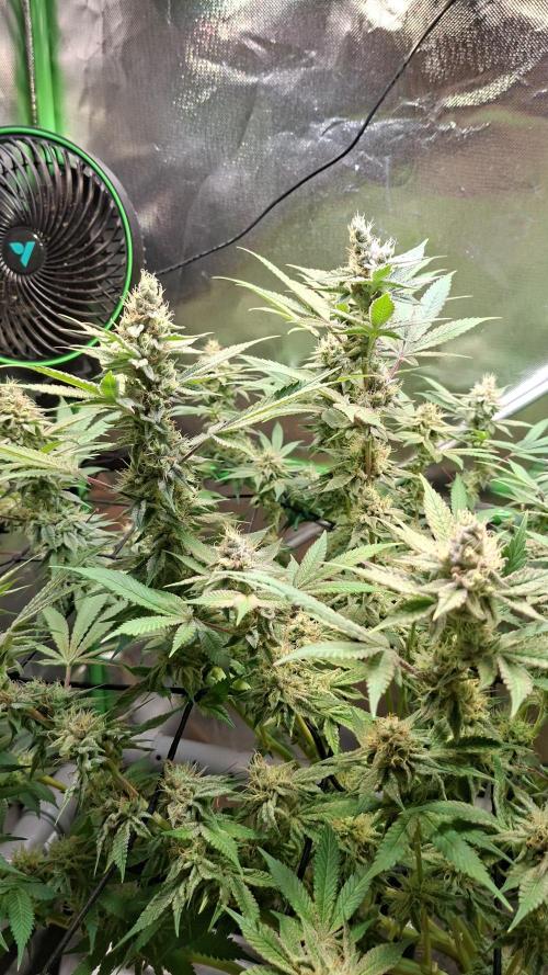 Tropicana Cherry. Week 16