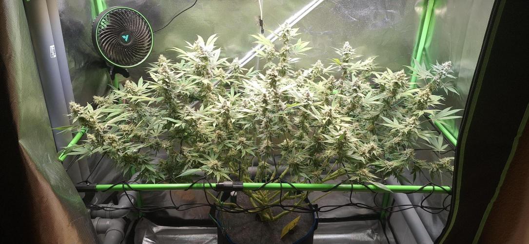 Tropicana Cherry. Week 16