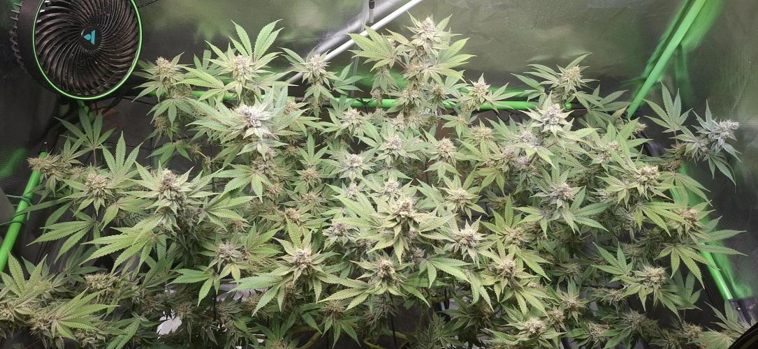Tropicana Cherry. Week 16