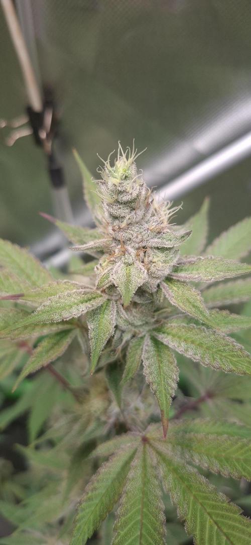 Tropicana Cherry. Week 16