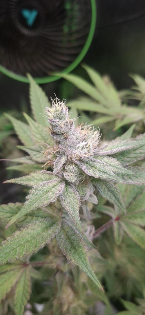 Tropicana Cherry. Week 16
