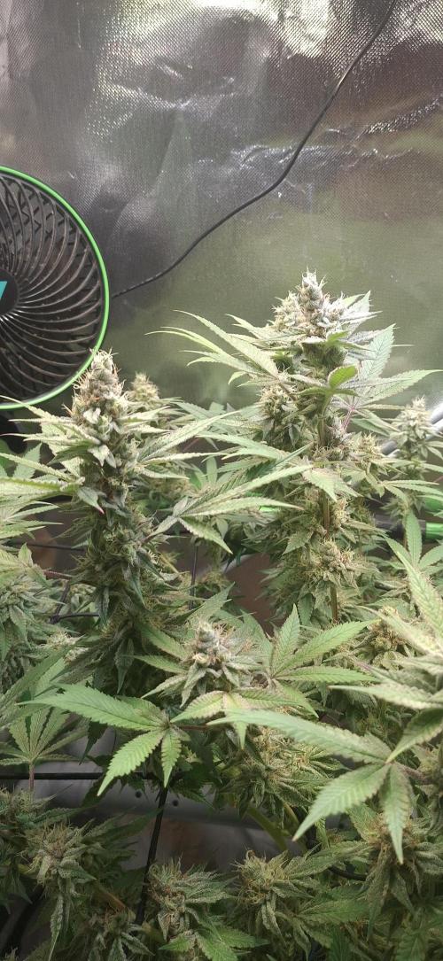 Tropicana Cherry. Week 16