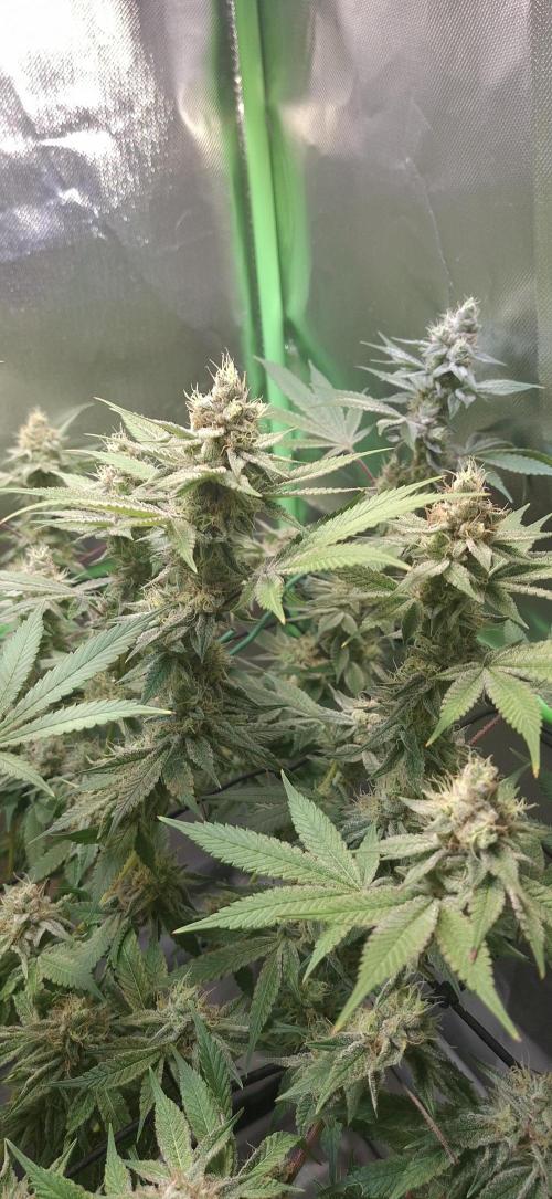 Tropicana Cherry. Week 16