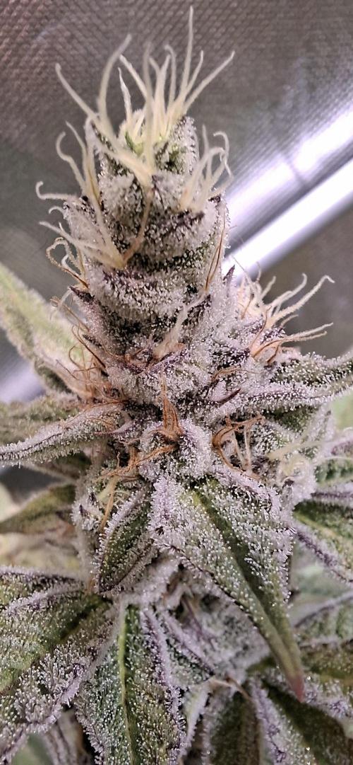 Tropicana Cherry. Week 16