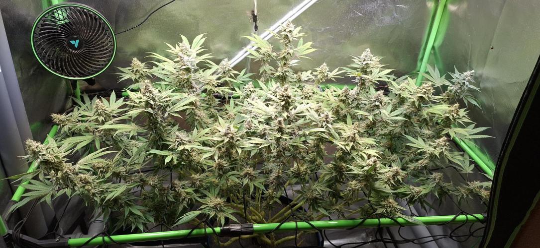 Tropicana Cherry. Week 17