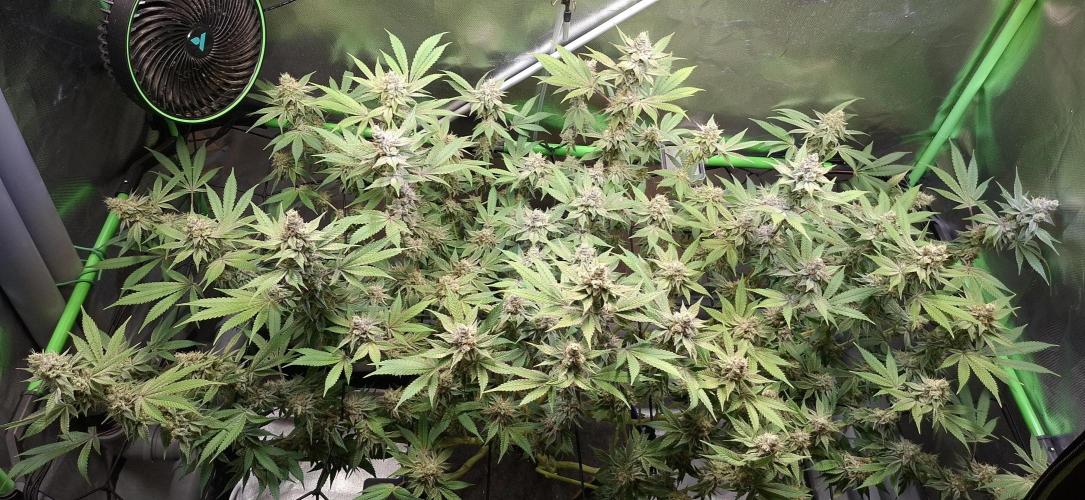 Tropicana Cherry. Week 17