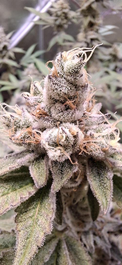 Tropicana Cherry. Week 17