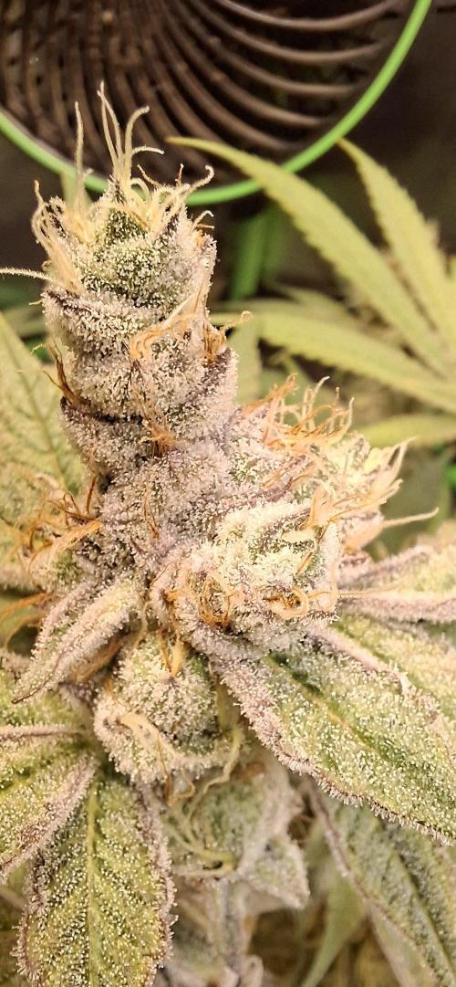 Tropicana Cherry. Week 17
