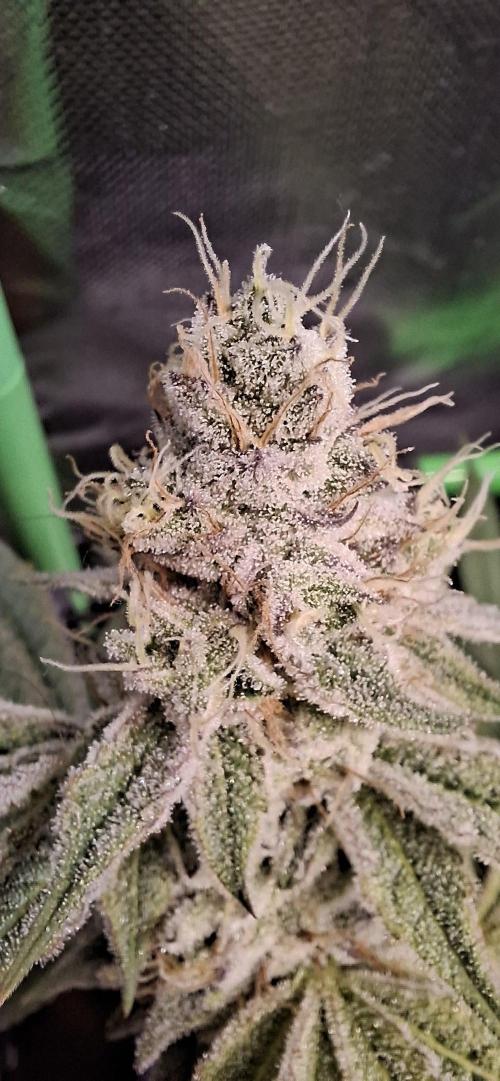 Tropicana Cherry. Week 17