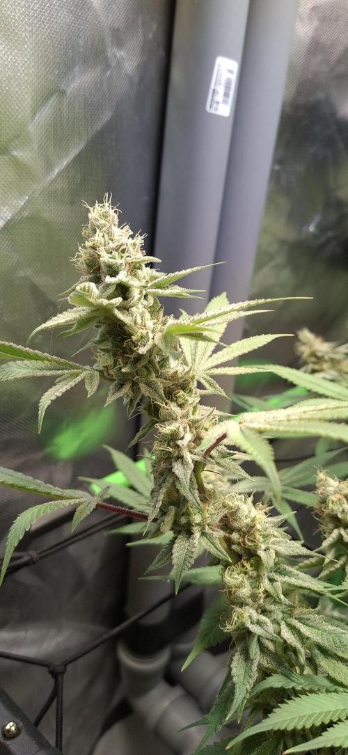Tropicana Cherry. Week 17