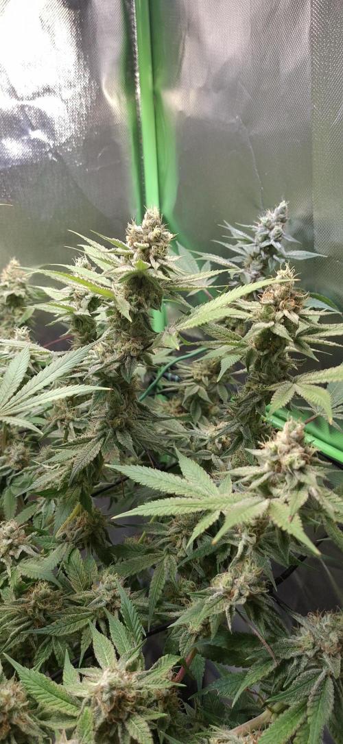 Tropicana Cherry. Week 17