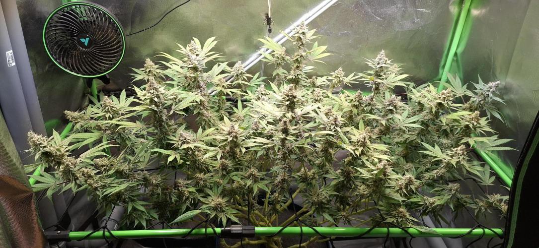 Tropicana Cherry. Week 17