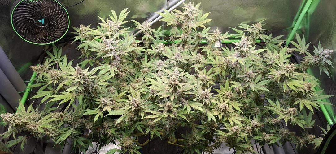 Tropicana Cherry. Week 17