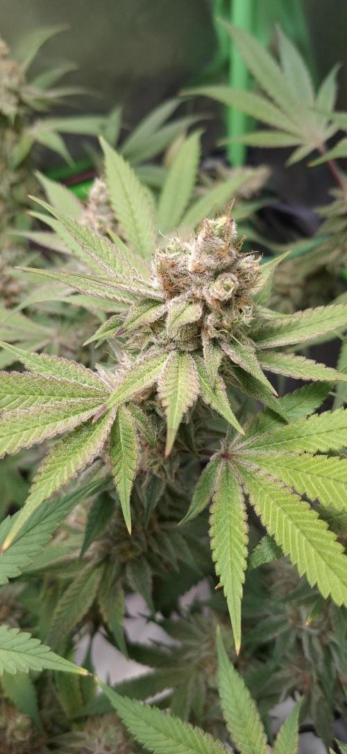 Tropicana Cherry. Week 17