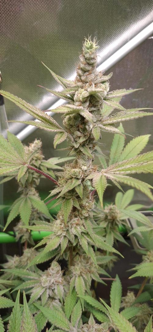 Tropicana Cherry. Week 17