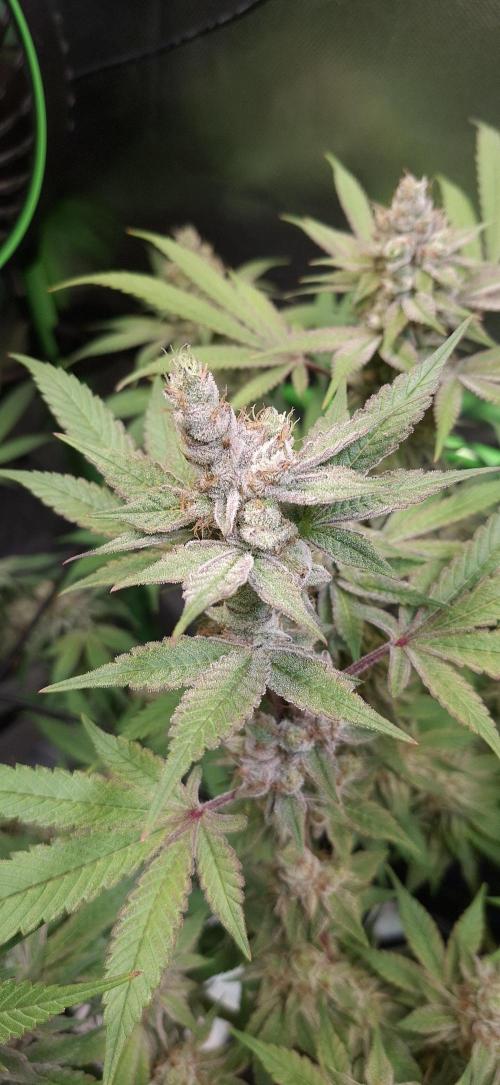 Tropicana Cherry. Week 17