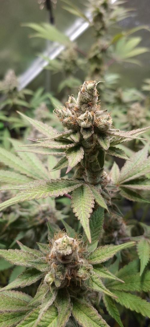 Tropicana Cherry. Week 17