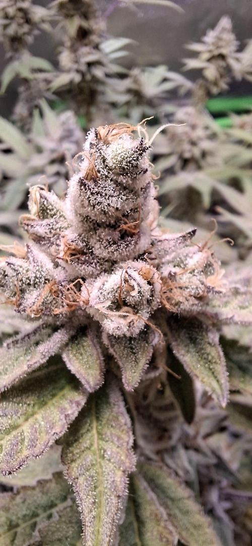 Tropicana Cherry. Week 17