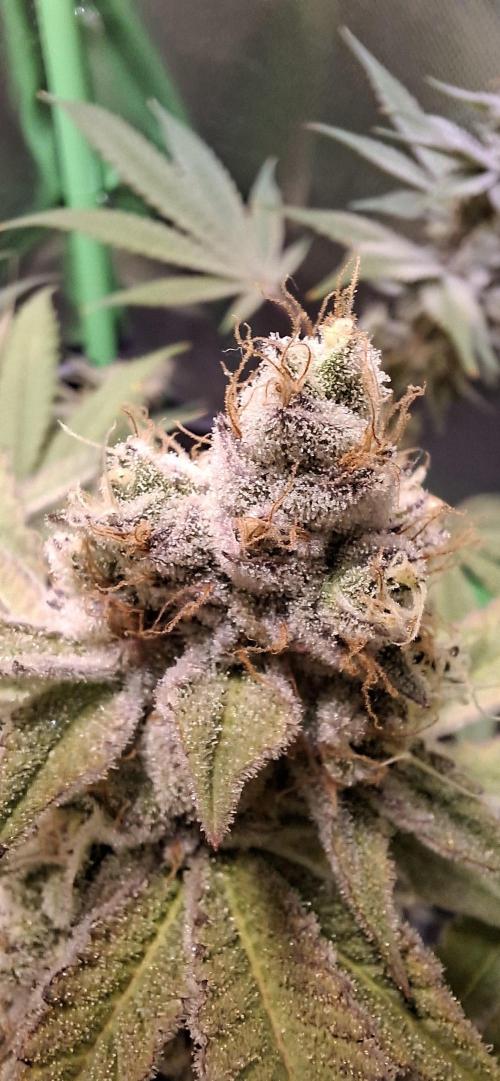 Tropicana Cherry. Week 17