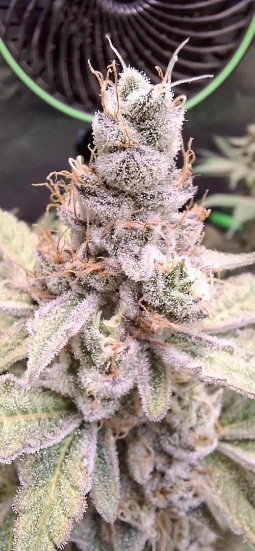 Tropicana Cherry. Week 17