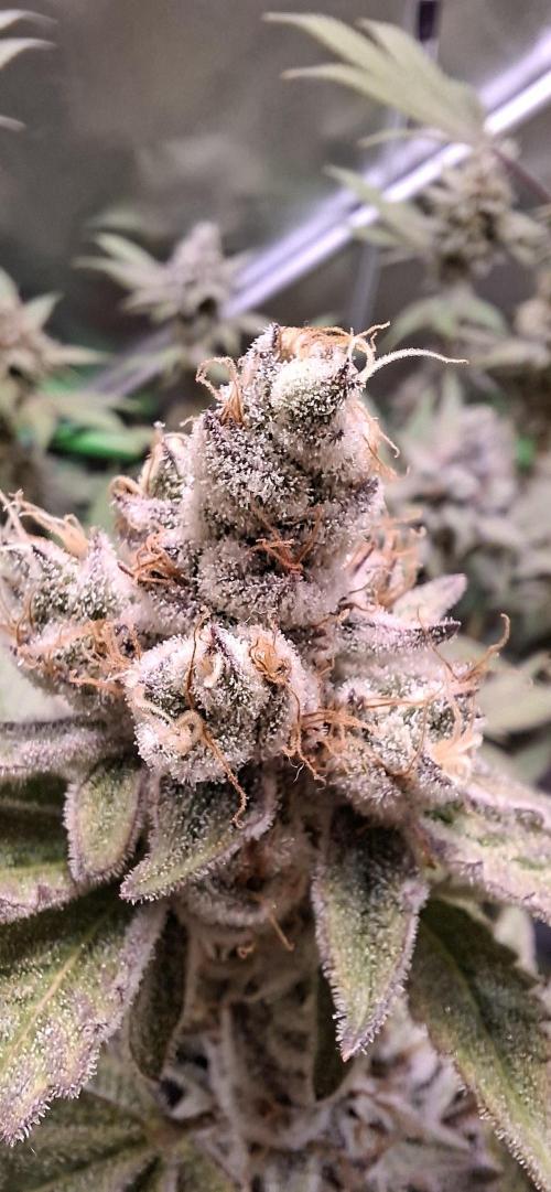 Tropicana Cherry. Week 17