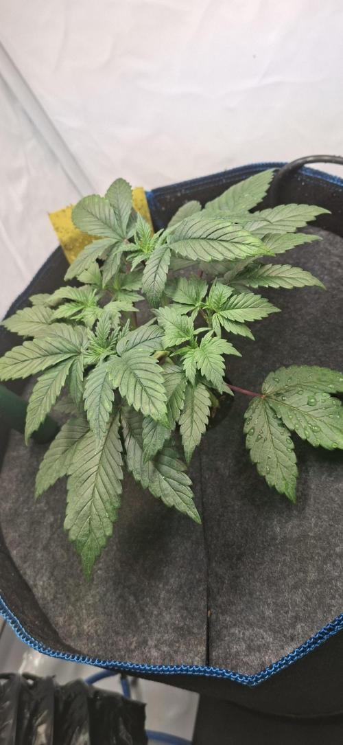 Blue Gelato 41. Week 3